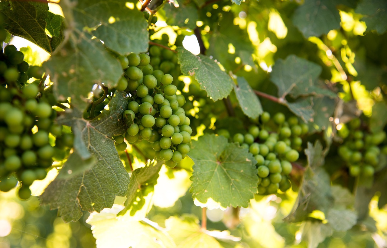 Ravine Vineyard Wine Tasting - 14