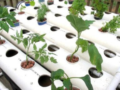 DIY Hydroponics As A Hobby At Home - 2