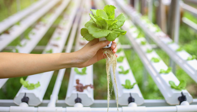 DIY Hydroponics As A Hobby At Home - 18