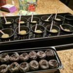 DIY Hydroponics as a Hobby at Home