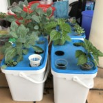 DIY Hydroponics as a Hobby at Home