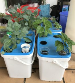 DIY Hydroponics As A Hobby At Home - 1