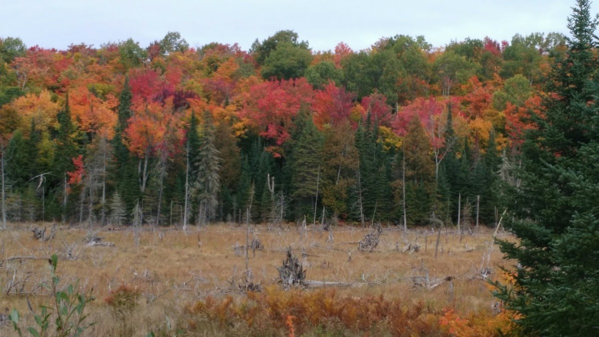 Canadian Fall